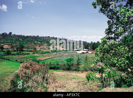 Une ferme de café à Marua est de l'Afrique de l'Est Kenya Nyeri Banque D'Images