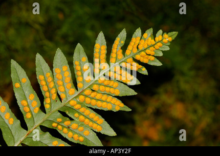 Le polypode commun Polypodium vulgare montrant Sori sur le dessous Banque D'Images