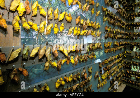Océanie, Papouasie-Nouvelle-Guinée. Aile de papillon cristalis d'oiseaux Banque D'Images
