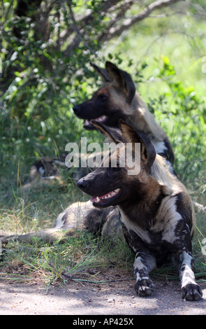 Chien sauvage d'Afrique, Lycaon pictus, deux adultes se reposant Banque D'Images