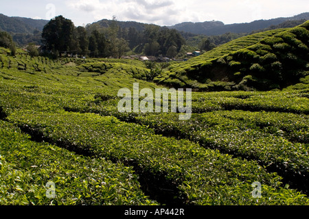 Un plateau roulant estate dans les Cameron Highlands, à proximité de la ville de Tanah Rata. Banque D'Images