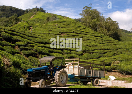 Un tracteur sur une plantation de thé dans les Cameron Highlands, à proximité de la ville de Tanah Rata. Banque D'Images