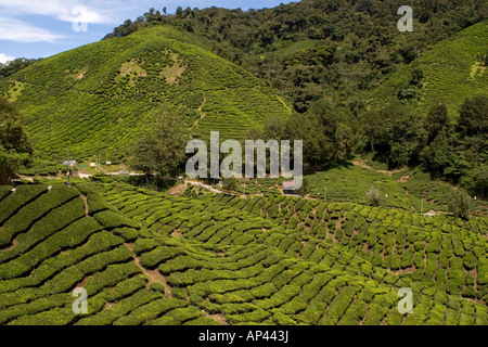 Une voie zigzague entre une plantation de thé dans les Cameron Highlands, à proximité de la ville de Tanah Rata. Banque D'Images