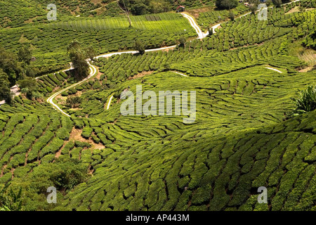 Une voie zigzague entre une plantation de thé dans les Cameron Highlands, à proximité de la ville de Tanah Rata. Banque D'Images