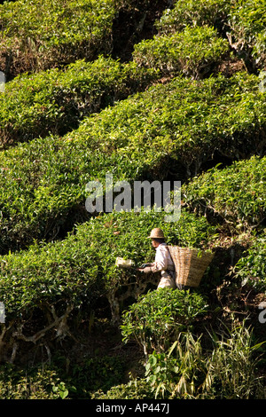 Un homme prend le thé sur un domaine en Malaisie. Banque D'Images