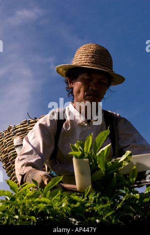 Un plateau picker fonctionne à l'aide de tondeuses. Il place le plateau dans le panier sur son dos et porte un chapeau de paille comme protection solaire. Banque D'Images