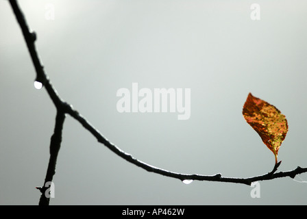 Feuille d'automne sur une branche Banque D'Images