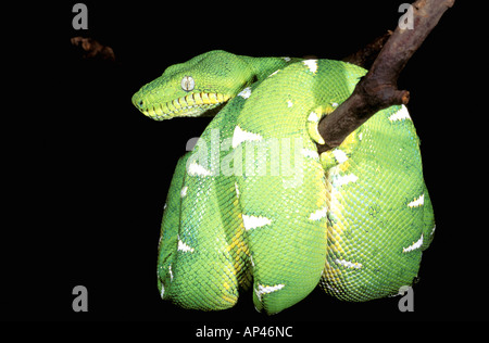 L'Amérique du Sud, l'Équateur, l'Amazonie. Emerald tree boa (Corallus caninus) Banque D'Images