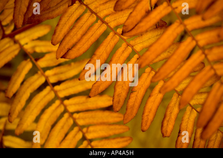 Abstract close up de l'automne feuillage feuille Banque D'Images