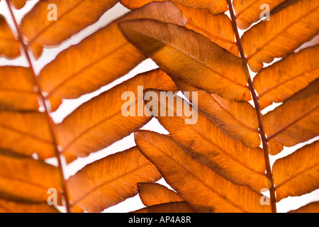 Abstract close up de l'automne feuillage feuille Banque D'Images