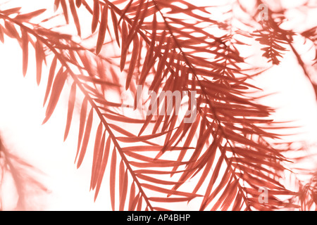 Abstract close up de l'automne feuillage sur fond blanc Banque D'Images