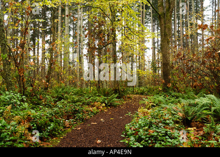 Sentier forestier à Bloedel Reserve Bainbridge Island WA Banque D'Images