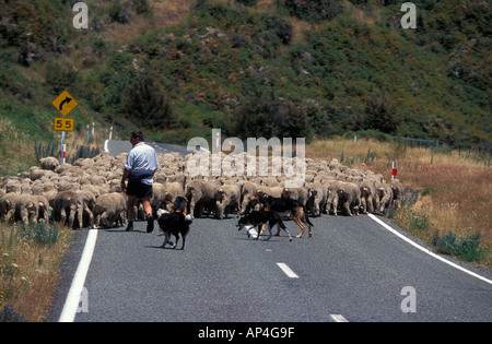 Moutons de Blenheim en roulant le long d'une route Nouvelle Zélande Banque D'Images