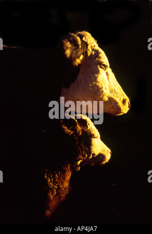 Vache et son veau au coucher du soleil avec le soleil du soir dans leurs visages Banque D'Images