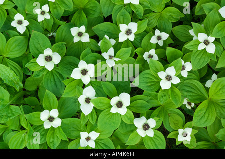 Cornouiller au sol( Cornouiller Cornus canadensis) en fleur, la Forêt Nationale Tongass en Alaska, USA Banque D'Images