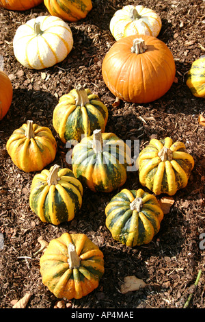 Autre forme de citrouille dans un groupe Banque D'Images