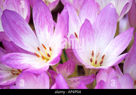 Colchicum speciosum atrorubens crocus floraison d'automne Banque D'Images