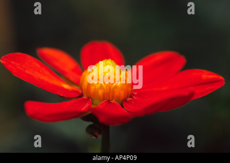 Dahlia coccinea close-up of flower Banque D'Images