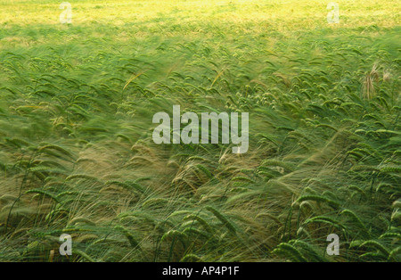 Hordeum vulgare Orge mûrir au soleil England UK Banque D'Images