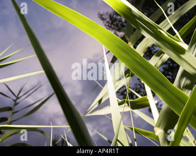 Close-up of giant reed (Arundo Donax) domaine Banque D'Images