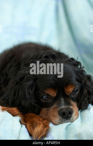 Close up d'un Cavalier King Charles Spaniel Banque D'Images