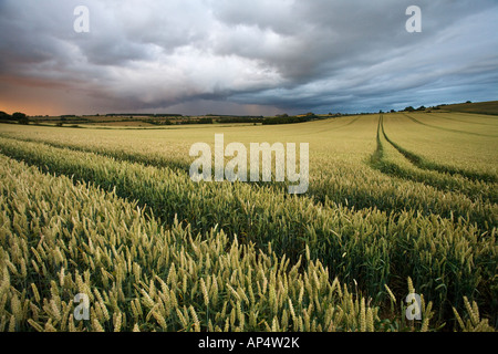 Des nuages de tempête de recueillir au-dessus d'un champ de blé dans le Gloucestershire pendant les intempéries de juillet 2007, UK Banque D'Images