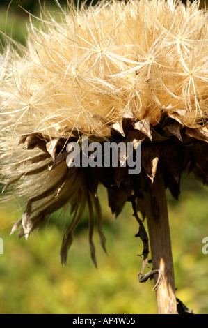 Cynara cardunculus cardon artichaut fleurs sèches Banque D'Images