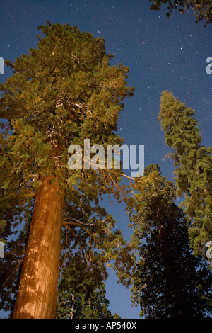 Séquoias géants dans le parc national de Sequoia, Sierra Nevada, Californie. Photographié la nuit. Banque D'Images