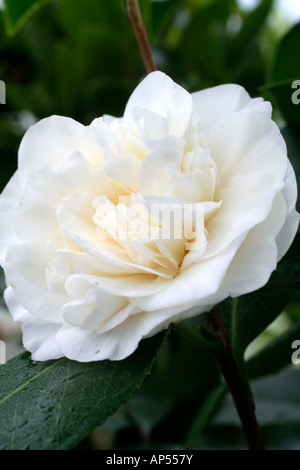 Camellia japonica blanc Trewithen Banque D'Images