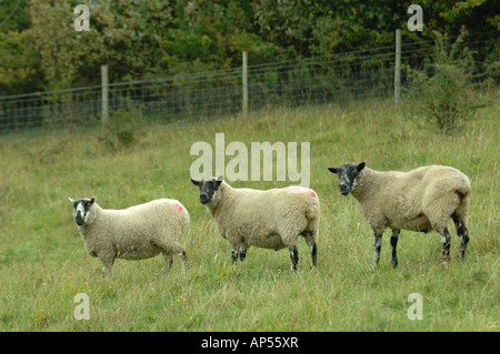 Beulah moutons de Aston Rowant Réserve naturelle nationale Buckingham Oxford Angleterre frontière Banque D'Images