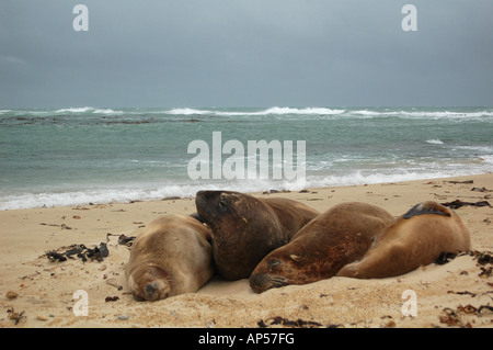 4 Les lions de mer sur la plage de South Point Light House dans la Nouvelle-Zélande, Catlins Banque D'Images