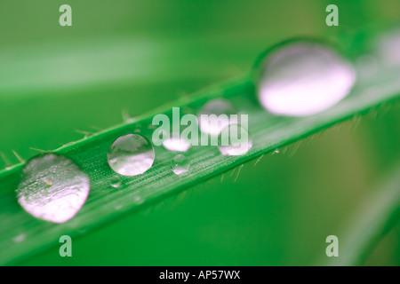 Rosée sur une herbe Banque D'Images