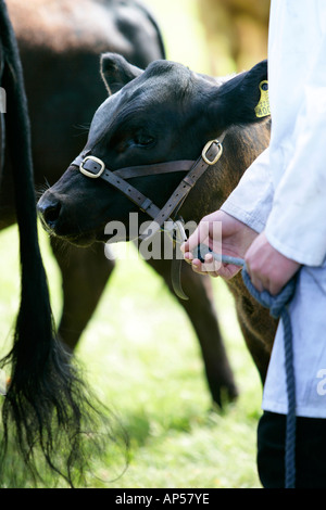 Veau menée sur une corde, Royal Norfolk Show, Norfolk UK Banque D'Images