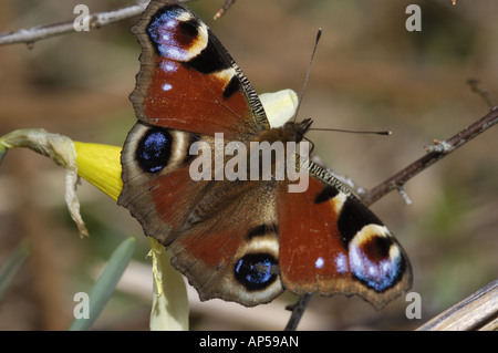 Peacock butterfly Inachis io on jonquilles sauvages dans le Parc National de Dartmoor Bois Dunsford Angleterre Banque D'Images