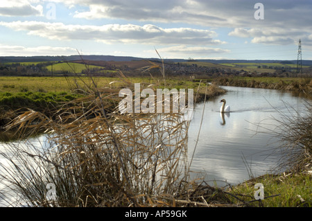 Un cygne muet sur la rivière à proximité de Réserve Naturelle des Marais de Exminster Exeter Devon, Angleterre Banque D'Images