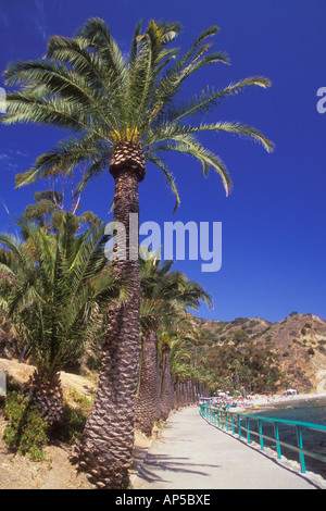 États-unis, Californie, l'île de Catalina, Avalon. Un palmier le long de la promenade en baie. Banque D'Images