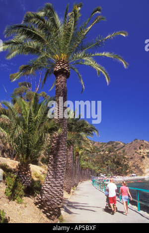 États-unis, Californie, l'île de Catalina, Avalon. Un palmier fournit un minimum d'ombre le long de la promenade à pied par pied. Banque D'Images