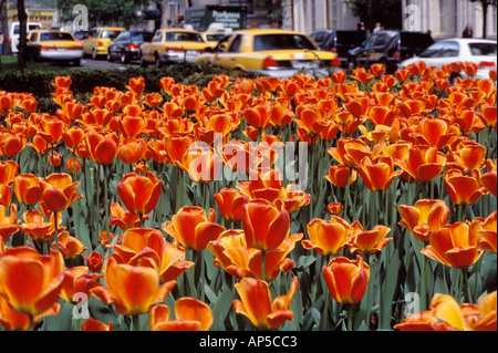 Les tulipes le long de Park Avenue New York USA Banque D'Images