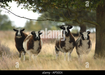 Jacob les moutons dans la forêt de Sherwood Réserve naturelle nationale Bretagne Angleterre Banque D'Images