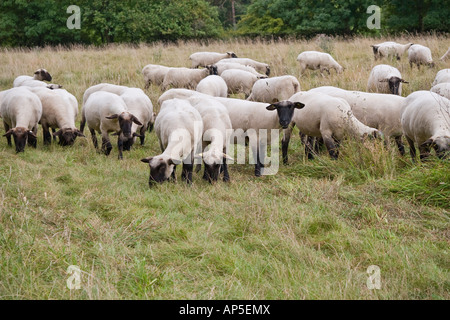 Troupeau de moutons mouton à tête noire allemande dans un vert Pâturage La viande et la laine de mérinos race Thuringe Allemagne centrale Banque D'Images