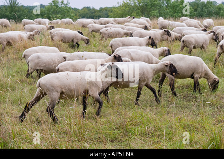 Troupeau de moutons mouton à tête noire allemande dans un vert Pâturage La viande et la laine de mérinos race Thuringe Allemagne centrale Banque D'Images