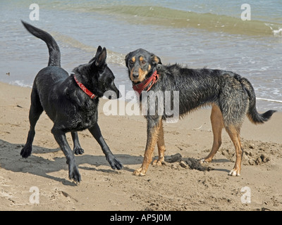 Réunion de deux chiens et de prendre contact en jouant sur l'eau à la plage Banque D'Images