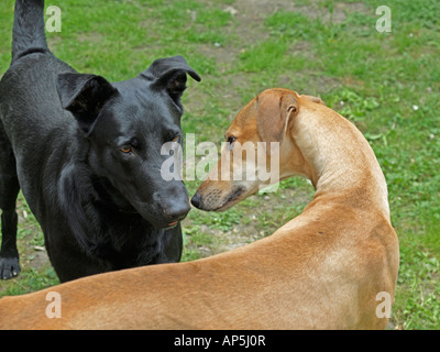 Réunion de deux chiens et de prendre contact en reniflant les uns les autres Banque D'Images