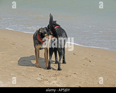 Réunion de deux chiens et de prendre contact sur la plage à la mer Banque D'Images