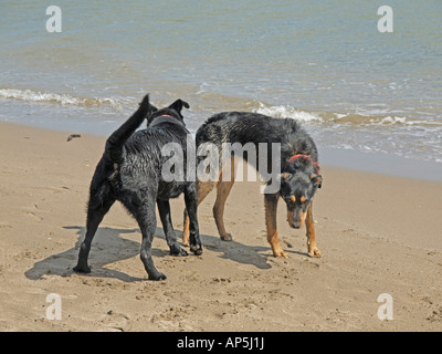 Réunion de deux chiens et de prendre contact en jouant sur l'eau à la plage Banque D'Images