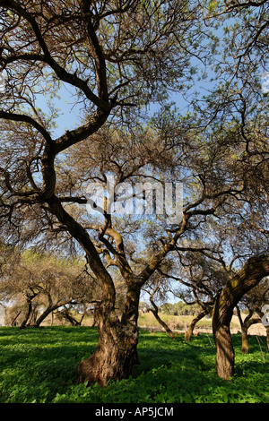 Acacia albida dans les arbres Tel Shimron sur la limite de la vallée de Jezreel et la Basse Galilée Israël Banque D'Images