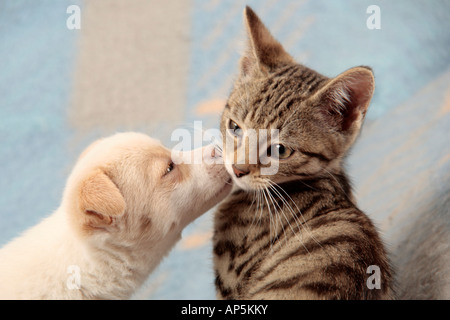 Jeune chiot kissing jeune chat Banque D'Images