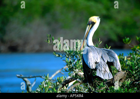 Pélican brun (Pelecanus occidentalis), Sebastian Inlet State Park, Melbourne Beach, Florida, United States, US. Banque D'Images