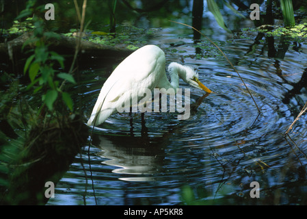 Grande Aigrette (Ardea alba) tire-bouchon à pêche Swamp Sanctuary, Naples, Florida, United States, US. Banque D'Images