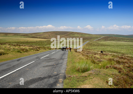 Poneys sauvages sur Devon Dartmoor UK Banque D'Images